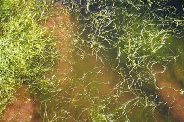photo of Seaweed